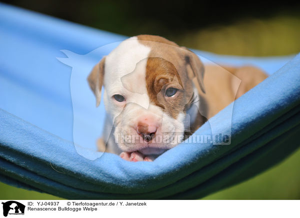 Renascence Bulldogge Welpe / Renascence Bulldog Puppy / YJ-04937