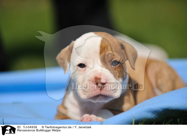 Renascence Bulldogge Welpe / YJ-04938