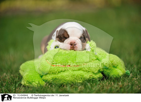 Renascence Bulldogge Welpe / YJ-04944