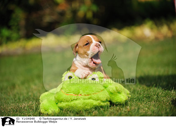 Renascence Bulldogge Welpe / Renascence Bulldog Puppy / YJ-04946