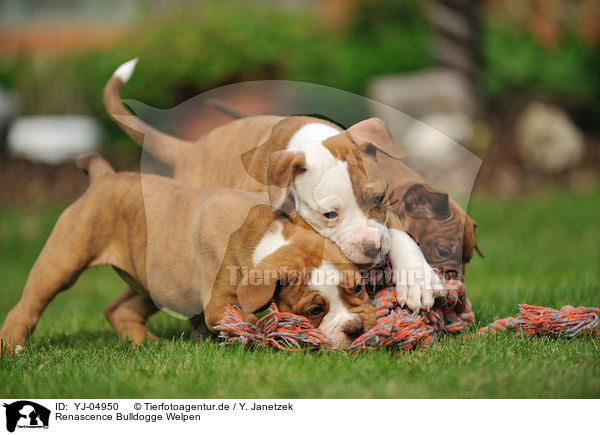 Renascence Bulldogge Welpen / Renascence Bulldog Puppies / YJ-04950