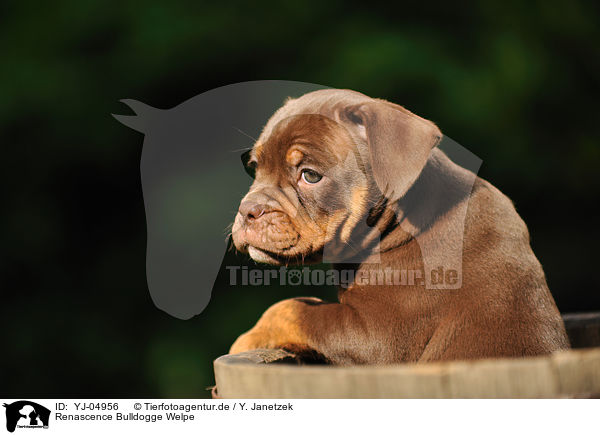 Renascence Bulldogge Welpe / Renascence Bulldog Puppy / YJ-04956