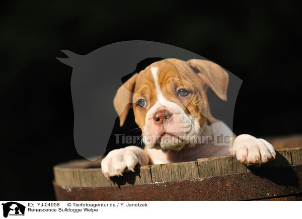 Renascence Bulldogge Welpe / YJ-04958