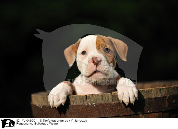 Renascence Bulldogge Welpe / YJ-04960