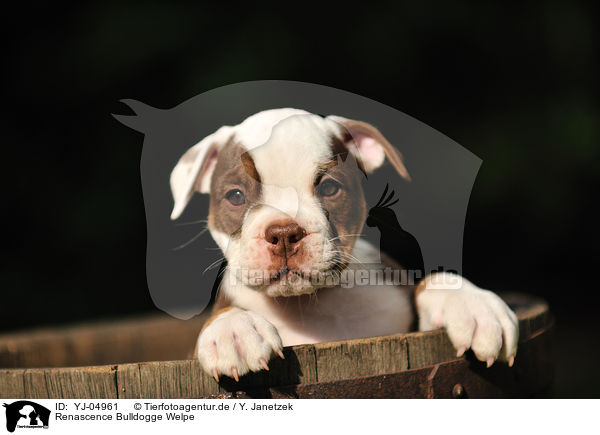 Renascence Bulldogge Welpe / YJ-04961