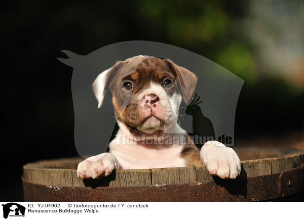 Renascence Bulldogge Welpe / YJ-04962
