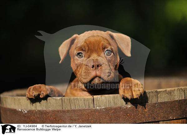 Renascence Bulldogge Welpe / YJ-04964