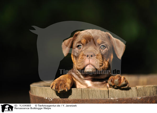 Renascence Bulldogge Welpe / Renascence Bulldog Puppy / YJ-04965
