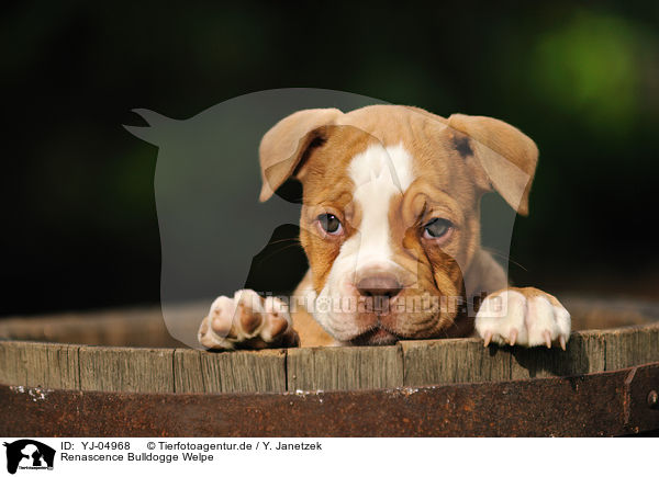 Renascence Bulldogge Welpe / Renascence Bulldog Puppy / YJ-04968