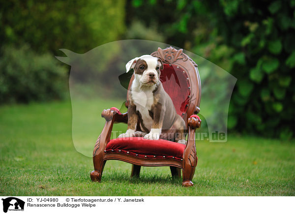 Renascence Bulldogge Welpe / YJ-04980