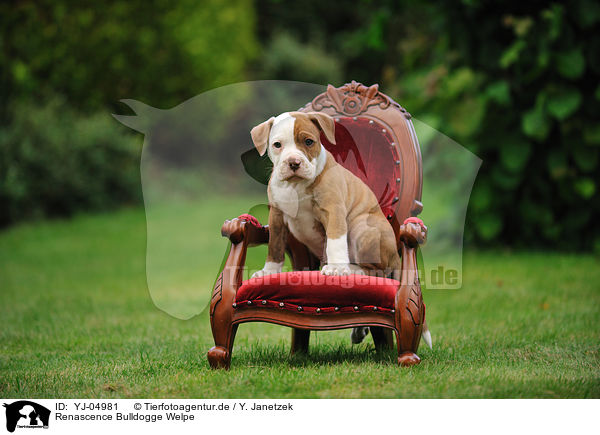 Renascence Bulldogge Welpe / Renascence Bulldog Puppy / YJ-04981