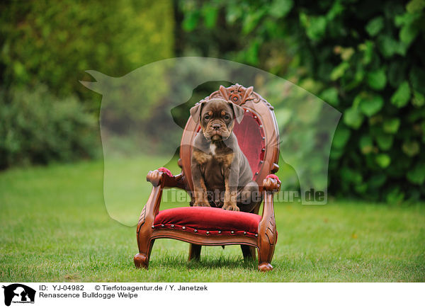 Renascence Bulldogge Welpe / YJ-04982
