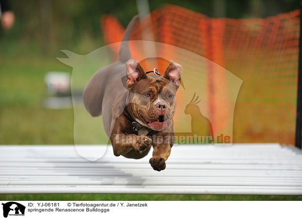 springende Renascence Bulldogge / YJ-06181