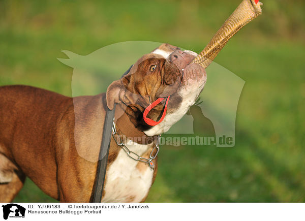 Renascence Bulldogge Portrait / YJ-06183
