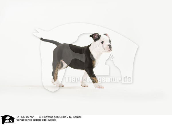 Renascence Bulldogge Welpe / Renascence Bulldog Puppy / NN-07764