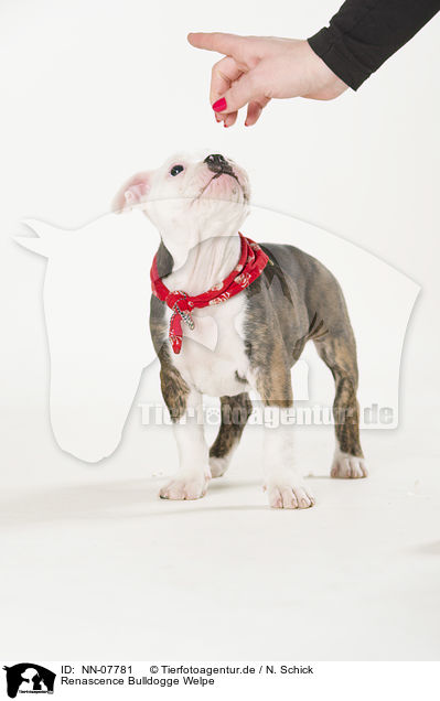 Renascence Bulldogge Welpe / NN-07781