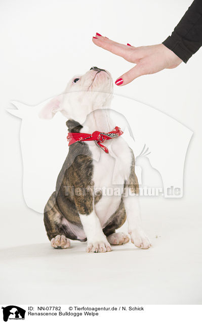 Renascence Bulldogge Welpe / NN-07782