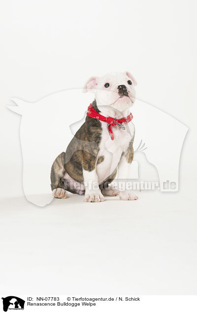 Renascence Bulldogge Welpe / NN-07783
