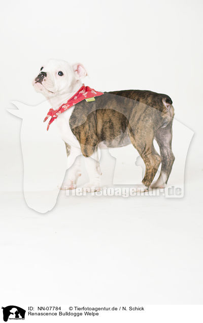 Renascence Bulldogge Welpe / NN-07784