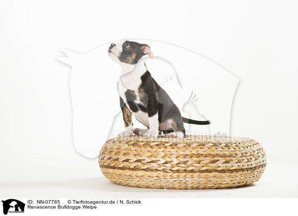 Renascence Bulldogge Welpe / NN-07785