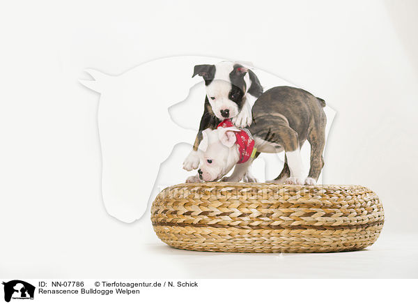 Renascence Bulldogge Welpen / NN-07786