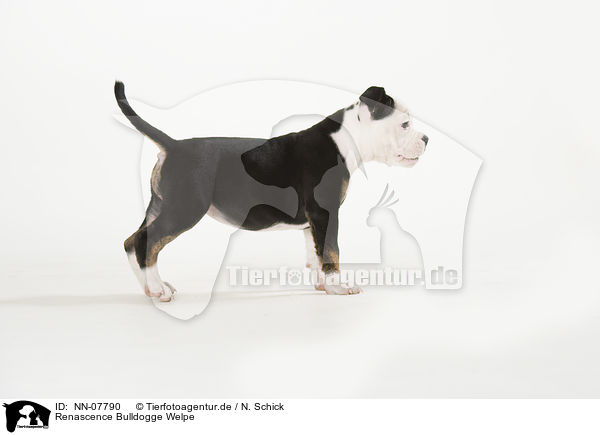 Renascence Bulldogge Welpe / NN-07790