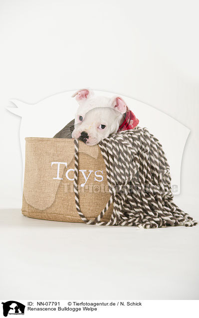 Renascence Bulldogge Welpe / NN-07791