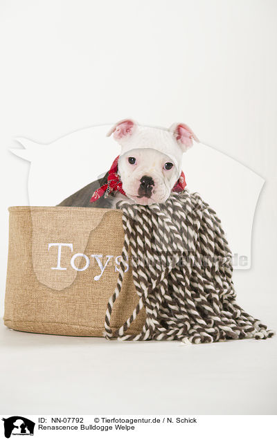 Renascence Bulldogge Welpe / NN-07792