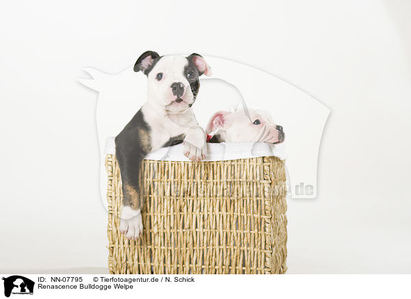 Renascence Bulldogge Welpe / NN-07795