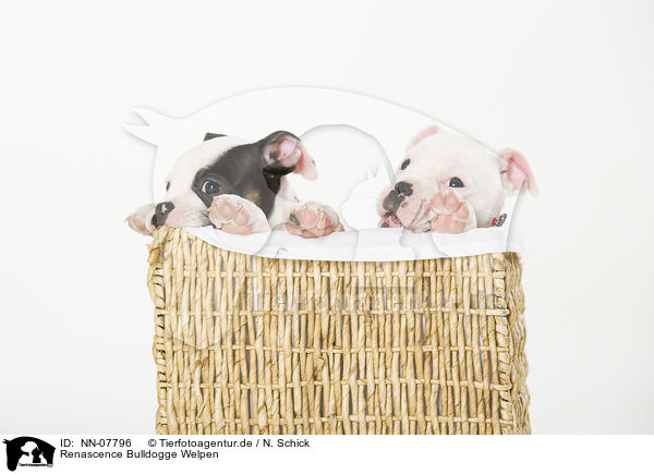 Renascence Bulldogge Welpen / NN-07796
