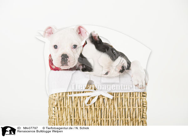 Renascence Bulldogge Welpen / NN-07797