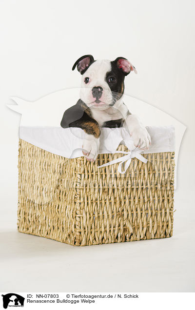 Renascence Bulldogge Welpe / NN-07803