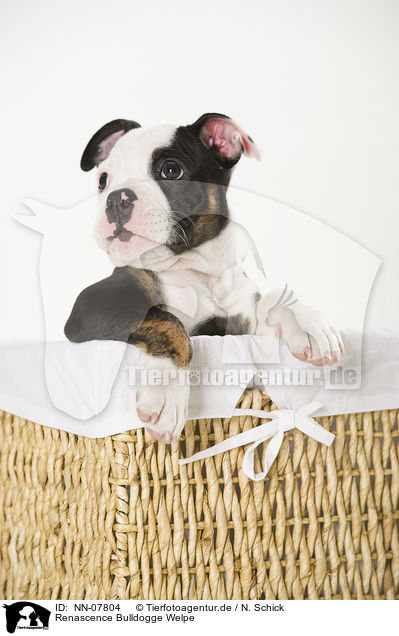 Renascence Bulldogge Welpe / NN-07804