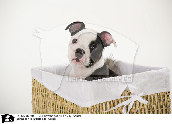 Renascence Bulldogge Welpe / NN-07805