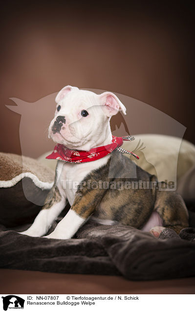 Renascence Bulldogge Welpe / NN-07807