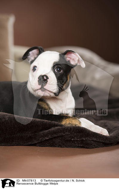 Renascence Bulldogge Welpe / NN-07813