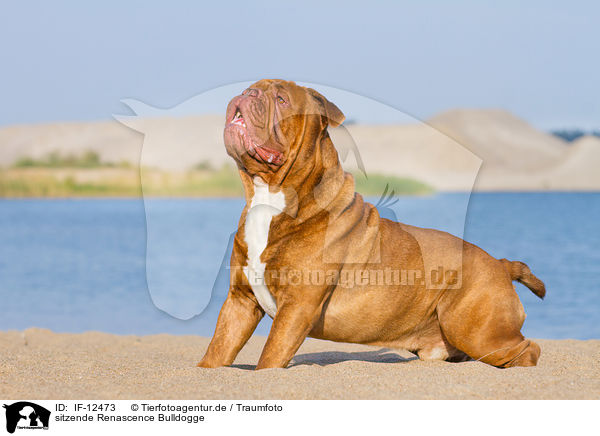 sitzende Renascence Bulldogge / IF-12473
