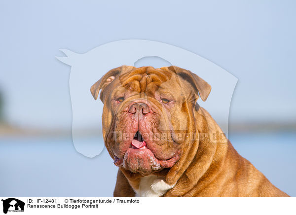 Renascence Bulldogge Portrait / IF-12481