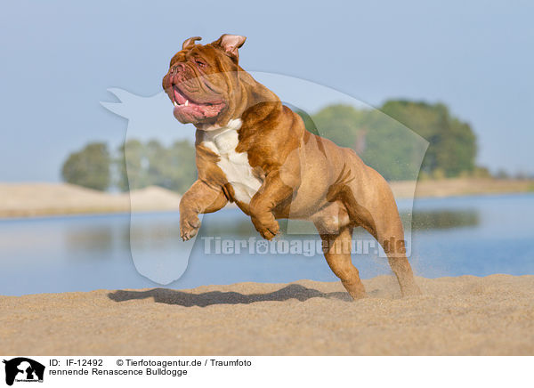 rennende Renascence Bulldogge / IF-12492