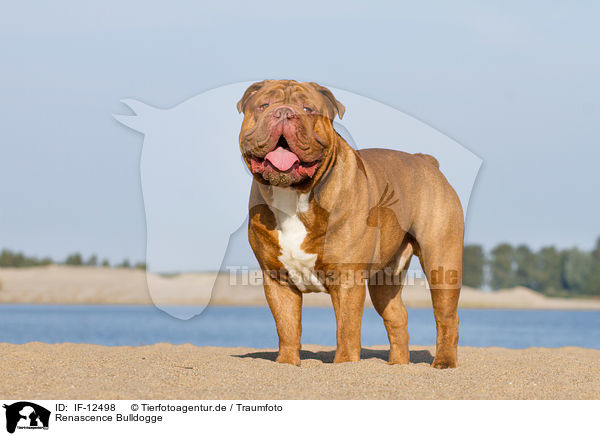 Renascence Bulldogge / IF-12498