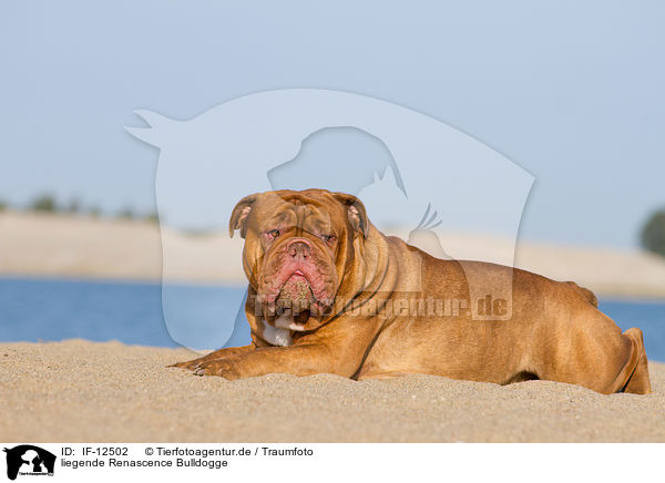 liegende Renascence Bulldogge / lying Renascence Bulldog / IF-12502