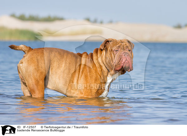 badende Renascence Bulldogge / bathing Renascence Bulldog / IF-12507