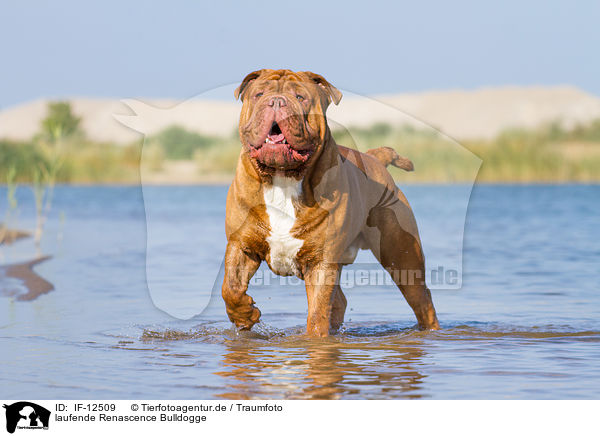 laufende Renascence Bulldogge / walking Renascence Bulldog / IF-12509