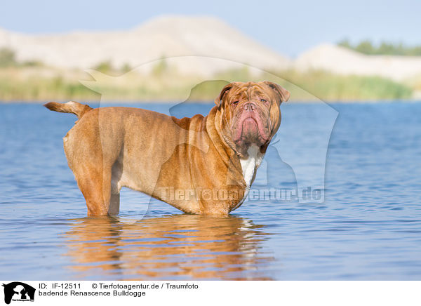 badende Renascence Bulldogge / bathing Renascence Bulldog / IF-12511