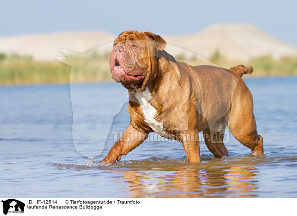 laufende Renascence Bulldogge / walking Renascence Bulldog / IF-12514