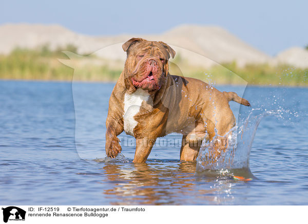 rennende Renascence Bulldogge / running Renascence Bulldog / IF-12519