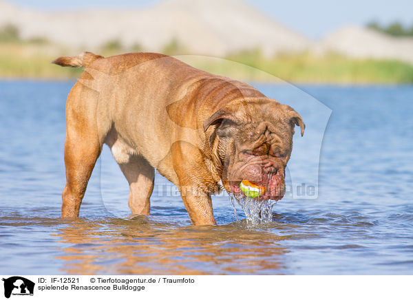 spielende Renascence Bulldogge / IF-12521