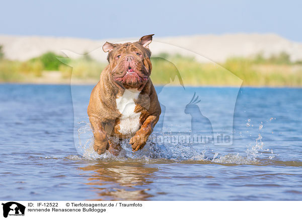 rennende Renascence Bulldogge / IF-12522
