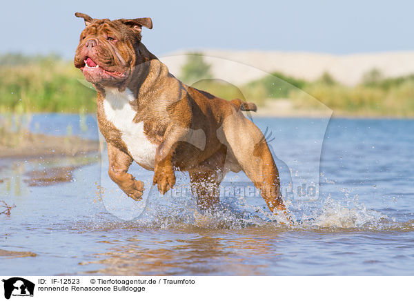rennende Renascence Bulldogge / IF-12523