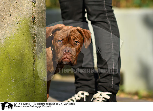 Renascence Bulldogge Portrait / YJ-12567